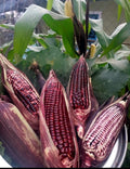 Double Red Sweet Corn Seeds - 50+ Non-GMO Seeds - Zea mays