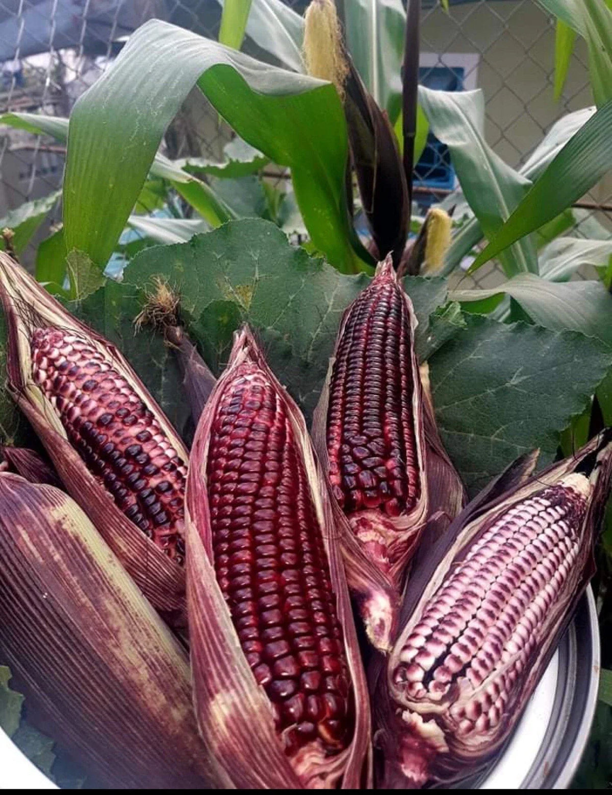 Double Red Sweet Corn Seeds - 50+ Non-GMO Seeds - Zea mays