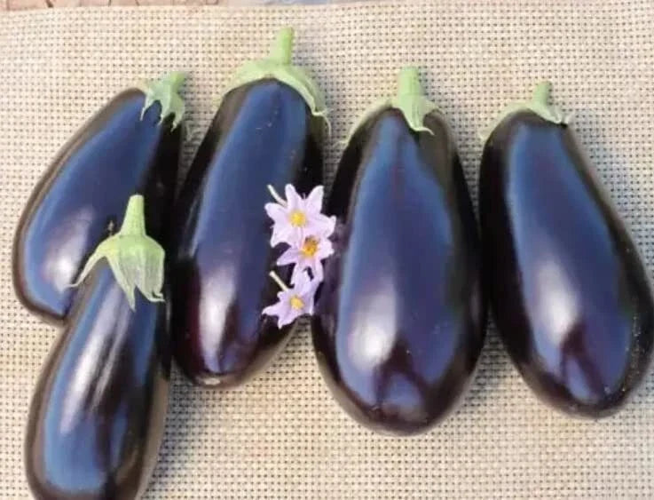 American Hybrid Eggplant Seeds - 20 Seeds - A1014 Hybrid American E, Heirloom Vegetable Gardening, Non-GMO