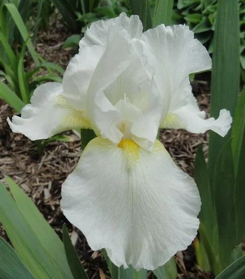 Tall Bearded Iris Plants - Ruffled White - 2 Pack - Iris germanica