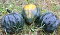 Table Queen Acorn Squash Seeds - 20 Fresh Premium Seeds - Cucurbita pepo