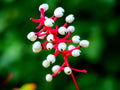 Doll's Eyes Wildflower Seeds - 20+ Non-GMO Seeds of Actaea pachypoda - Perennial Plant for Gardens