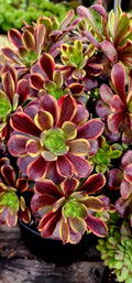 Aeonium Superbang Cutting - 3 Inch Succulent Plant Cutting - Indoor/Outdoor Houseplant