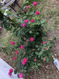 Seven Sisters Rose Cuttings (6) 10 Inch - Rosa Multiflora - Vibrant Climbing Rose for Gardens and Landscapes