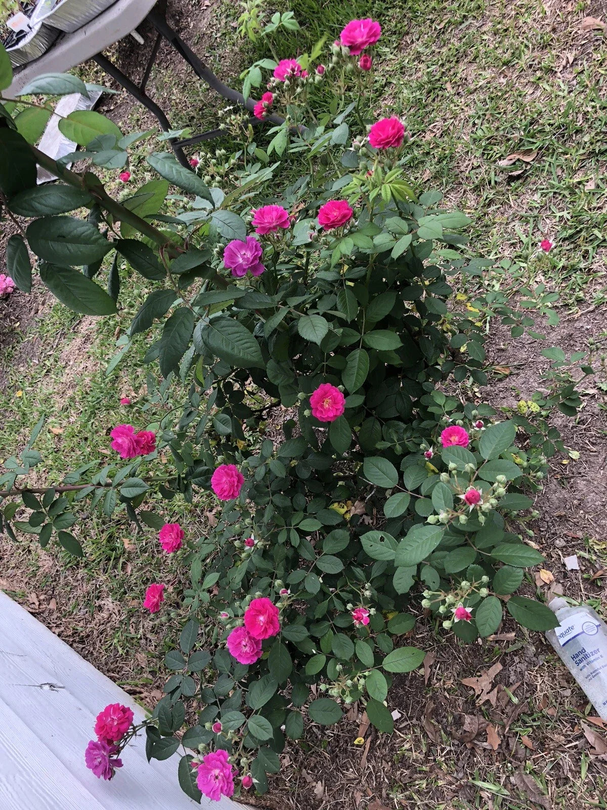 Seven Sisters Rose Cuttings (6) 10 Inch - Rosa Multiflora - Vibrant Climbing Rose for Gardens and Landscapes