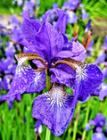 Siberian Iris Seeds - 50 Seeds - Lavender-Blue - Iris Sibirica