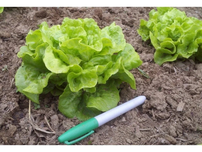 Tom Thumb Leaf Lettuce Seeds - Easy to Grow, 50 Seeds - Lactuca sativa