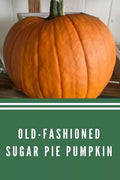 Sugar Pie Pumpkin Seeds - 30+ Heirloom Non-GMO Organic - Perfect for Pumpkin Pie - Cucurbita pepo