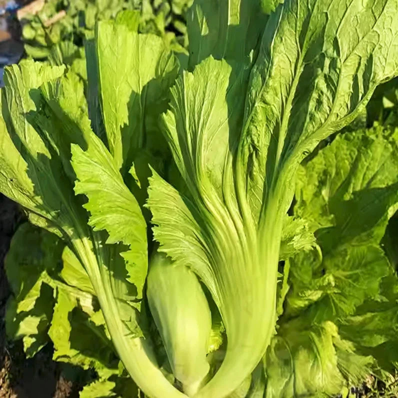 Da Ping Pu Mustard Green Seeds - Small Head Swatow Heart Bao - Brassica juncea for 2025 Planting
