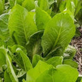 African Cabbage Seeds - 1000+ Count - Non-GMO Heirloom Cover Crop Seeds - Ideal for 2025 Planting