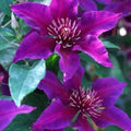 Clematis Seeds - 25 Dark Purple Pink Perennial Flower Seeds - Clematis viticella