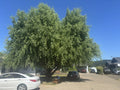 Corkscrew Willow Tree Cuttings - Distinct Curling Branches - Salix babylonica 'Tortuosa'