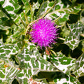 Milk Thistle 50 Seeds - Whole Seeds for Planting - Silybum marianum - Holistic Liver Support Herb - 2025 Gardening