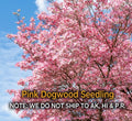 Pink Dogwood Tree – 2.5" Pot, Hardy Flowering Tree, Cornus florida, Amber's Reserved