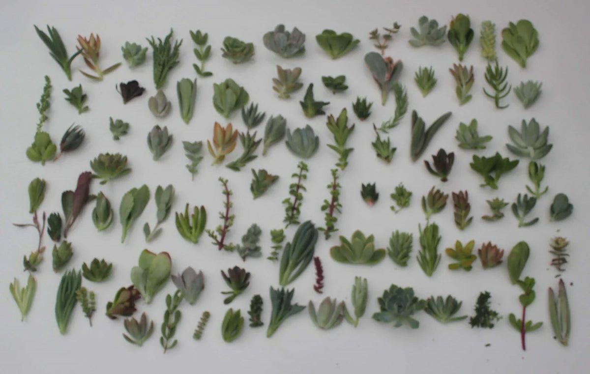 Succulent Cuttings Collection - 30 Unique Varieties - Live Plant Cuttings for Propagation - Ideal for Indoor Gardening
