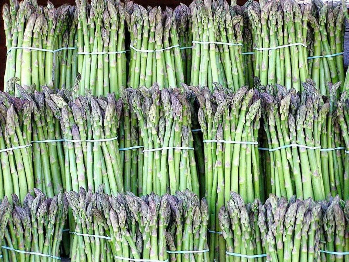 Asparagus Seeds - 100+ Heirloom UC72 - Organic Non-GMO - Mary's Granddaughter