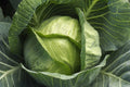 Cabbage Seeds - Late Flat Dutch Variety - Fresh Organic Cabbage Seed - Brassica oleracea