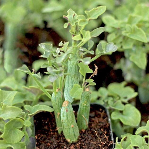 Rare Senecio Articulatus Candle Plant Cuttings - 3" Long - Unusual Succulent - 2 Pack