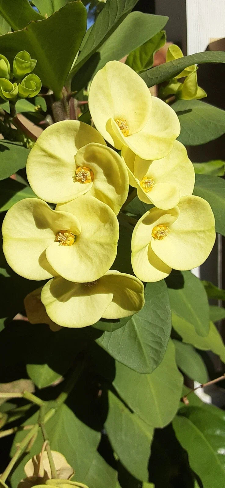 Crown of Thorns Cutting 1 Count Light Yellow Euphorbia milii