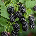 Blackberry Plant Starter - Sweetie Pie - Bare Root, Non-GMO - Rubus Fruit - Fruiting Shrub for Home Garden