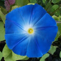 Heavenly Blue Morning Glory Seeds | Giant 5" Blue Flowers | Ipomoea tricolor
