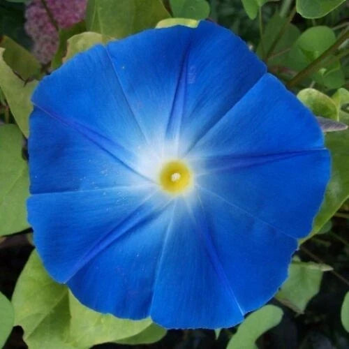 Heavenly Blue Morning Glory Seeds | Giant 5" Blue Flowers | Ipomoea tricolor