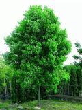 Silver Maple Tree Live Starter Plant 6-12 Inches Acer saccharinum Bare Root Freshly Dug