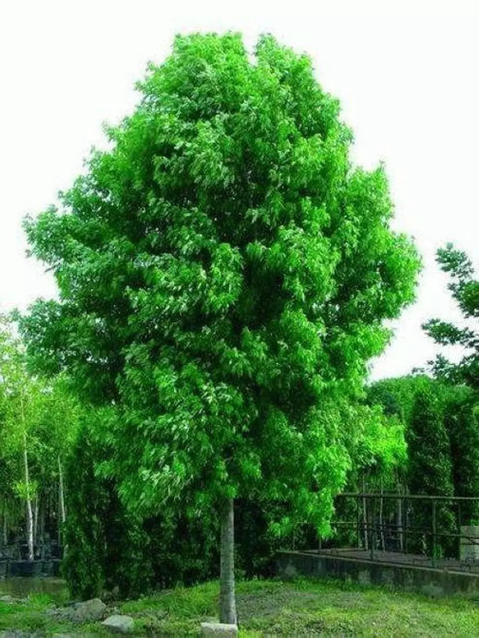 Silver Maple Tree Live Starter Plant 6-12 Inches Acer saccharinum Bare Root Freshly Dug