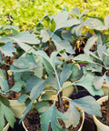 Ginkgo Biloba Tree Seedling 6-8 Inches Unsexed - Maidenhair Tree (Ginkgo biloba) Ready to Plant