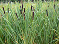 Cattail Seeds - 2000 Seeds - Fresh Harvest - Typha latifolia