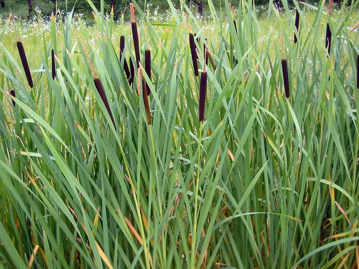 Cattail Seeds - 2000 Seeds - Fresh Harvest - Typha latifolia