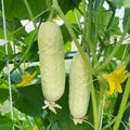 White Wonder Cucumber Seeds - Heirloom Organic Non-GMO - Rare Variety - Cucumis sativus