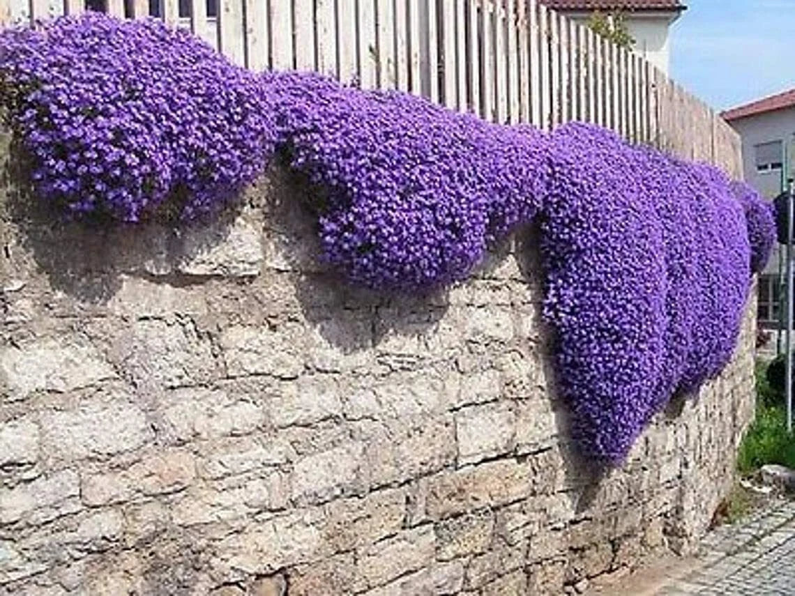 Purple Rock Cress Seeds - 250 Count - Low Grower, Stunning Color - Aubrieta deltoidea