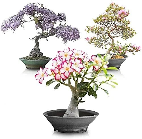 Flowering Bonsai Tree Seed Bundle #2 - All Flowering Varieties, Vibrant Colors, Mixed Seeds (Various Species)