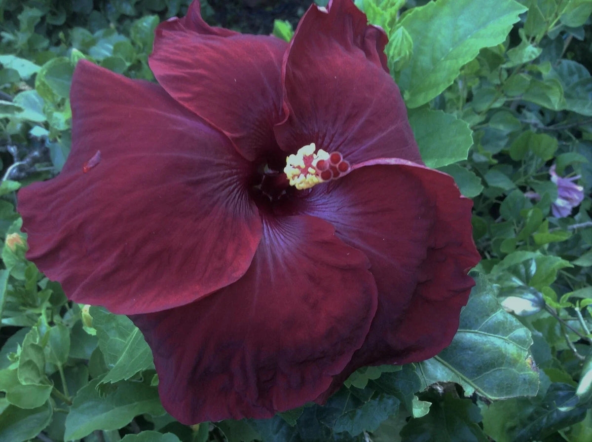 Rare Hibiscus Cuttings - Black Baron - 3 Fresh Unrooted Cuttings - Hibiscus acetosella