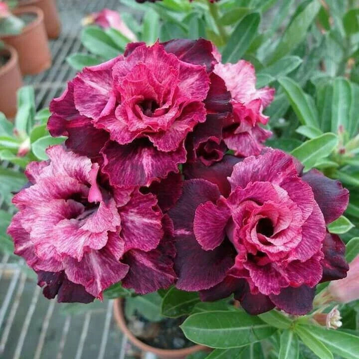 Magenta White Desert Rose Seeds - Adenium Obesum - Exotic Flower Seeds - 4 Pack