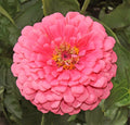 Rose Zinnia Seeds | Non-GMO Giant Hot Pink Flower Seeds | Pollinator-Friendly | Zinnia elegans
