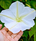 Moonflower Seeds - 20+ Fragrant Climbing Flowering Vine - Native Wildflower (Ipomoea alba)