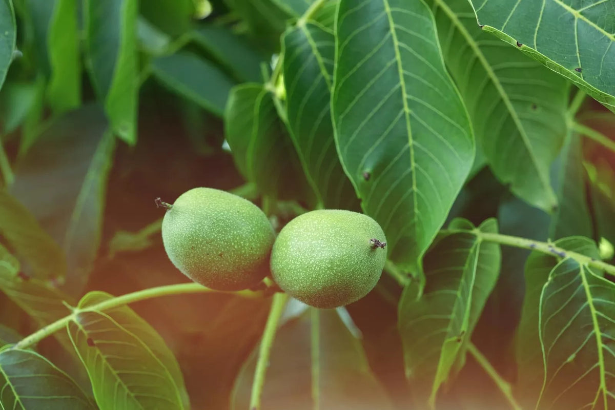 Carpathian Walnut Seeds for Planting - 5 Seeds - Juglans regia Carpathian - High-Quality Tree Seeds