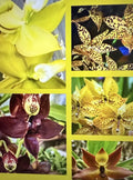 Orchid Plants Cyc Small Bulb Bare Root - Custom Selection of Varieties - Ideal for Home or Garden - Perfect for Orchid Lovers