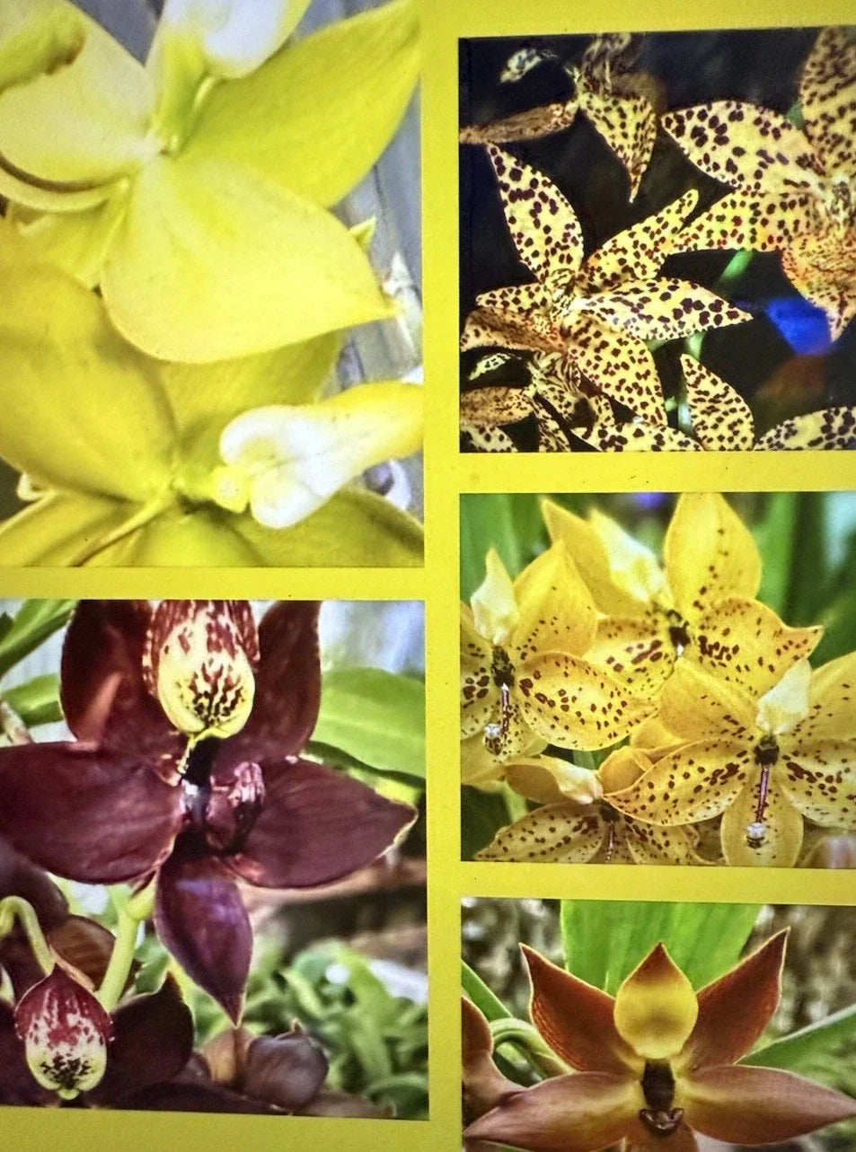 Orchid Plants Cyc Small Bulb Bare Root - Custom Selection of Varieties - Ideal for Home or Garden - Perfect for Orchid Lovers