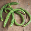 Painted Serpent Cucumber Seeds - 25+ Organic Heirloom Variety - Rare Cucumis sativus