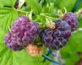 Organic Glencoe Purple Raspberry Plant - Live Rooted Starter Plant for Zones 4-9 - Rubus idaeus 'Glencoe'