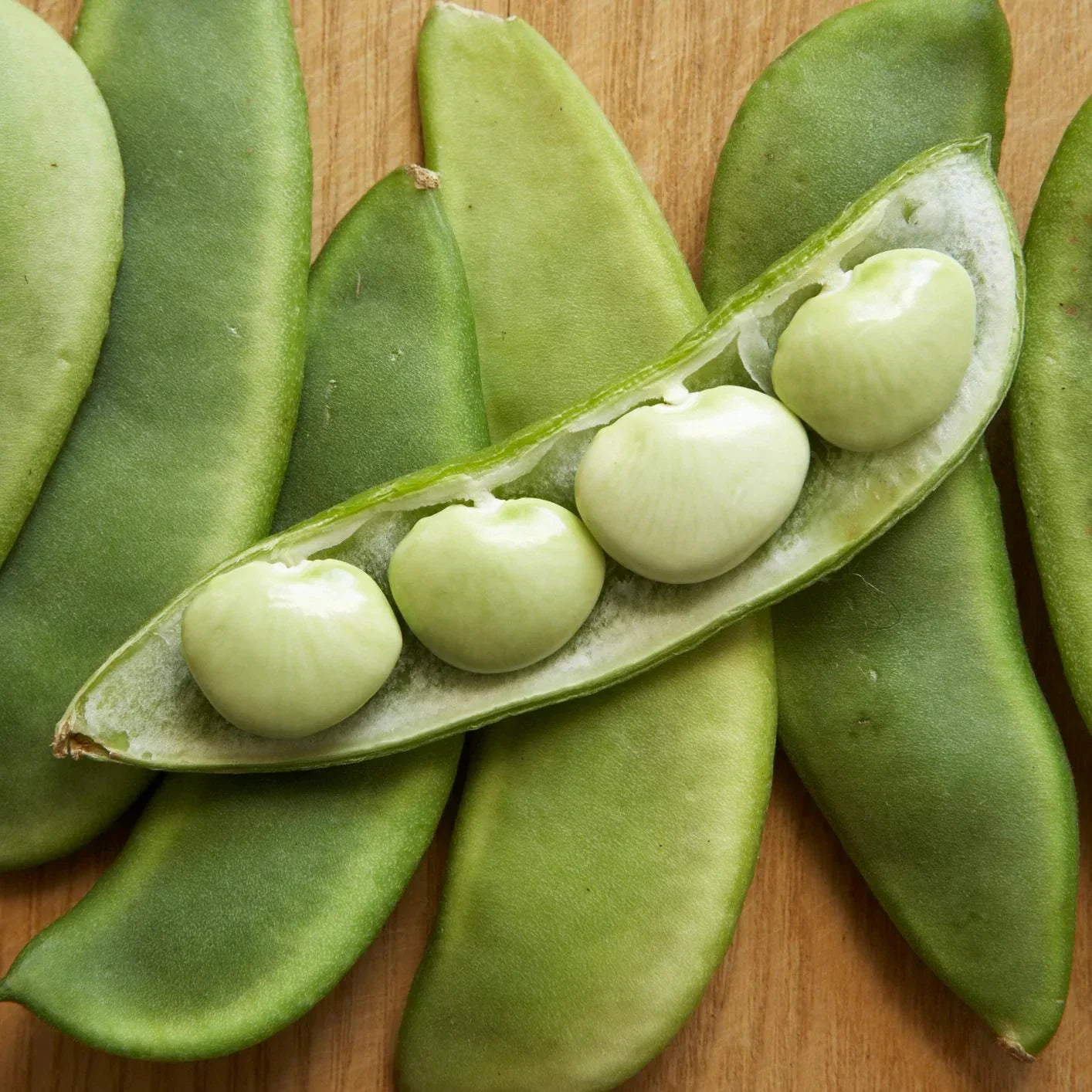 Fordhook 242 Lima Bean Seeds - Large Pods, Drought Resistant, AAS Winner, Ideal for 2025 Planting, Phaseolus lunatus