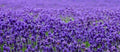 Lavender Seeds 200+ Seeds - Beautiful English Lavender (Lavandula angustifolia) - Perfect for Gardens and Aromatherapy