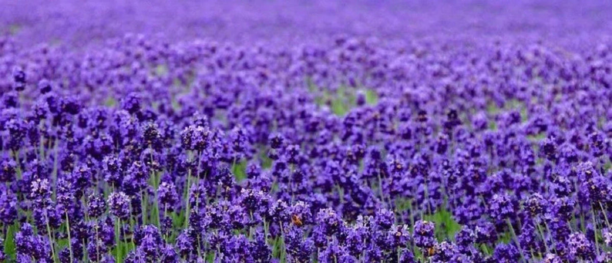 Lavender Seeds 200+ Seeds - Beautiful English Lavender (Lavandula angustifolia) - Perfect for Gardens and Aromatherapy