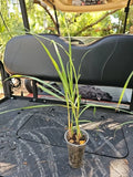 Lemongrass Stalks Live Plant 3" Cymbopogon Sereh Healthy Herb Lemon Grass