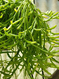 Mistletoe Cactus Plant - Rhipsalis ewaldiana - Rare Jungle Cactus - Unique Houseplant for Home Decor
