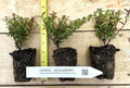 Evergreen Huckleberry Plant - 1Yr Old Vaccinium ovatum - Tasty Berries for Flower Arrangements