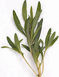 Summer Savory Herb Seeds - Heirloom Non-GMO Spice - 100+ Seeds for Garden Planting - Satureja hortensis